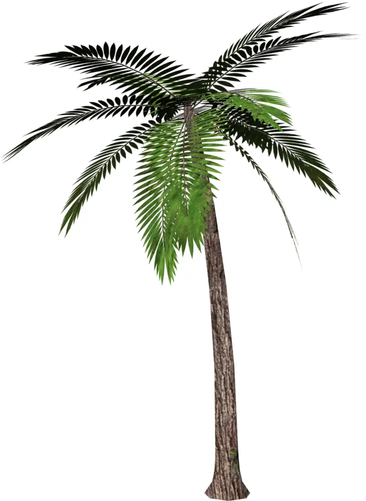 Tall Green Palm Tree