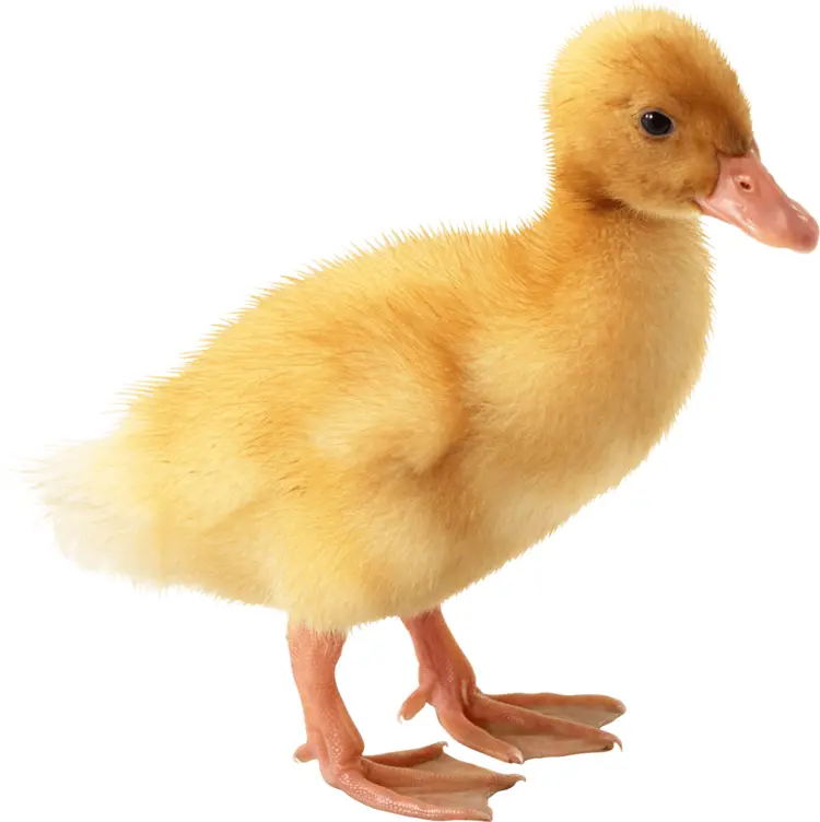 Single Yellow Duckling