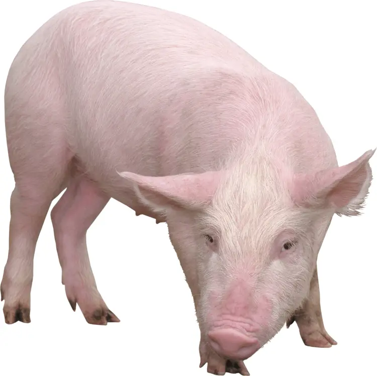 Cute Pink Piglet Looking Down