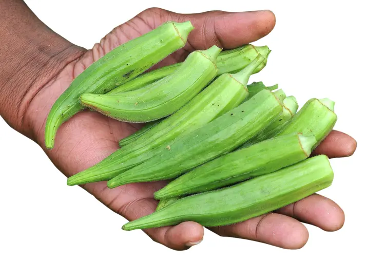 Fresh Okra in Hand
