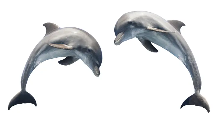 Two Dolphins Swimming