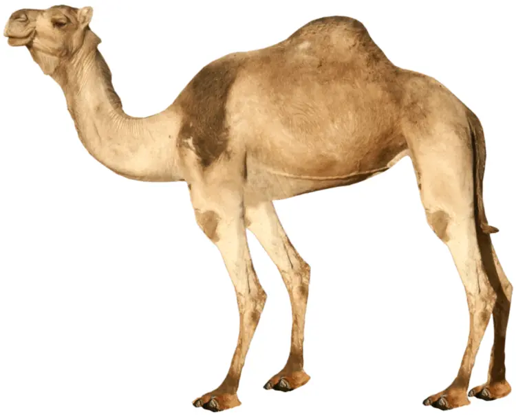 Dromedary Camel in the Desert