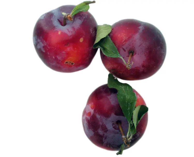 Three Fresh Red Plums with Leaves