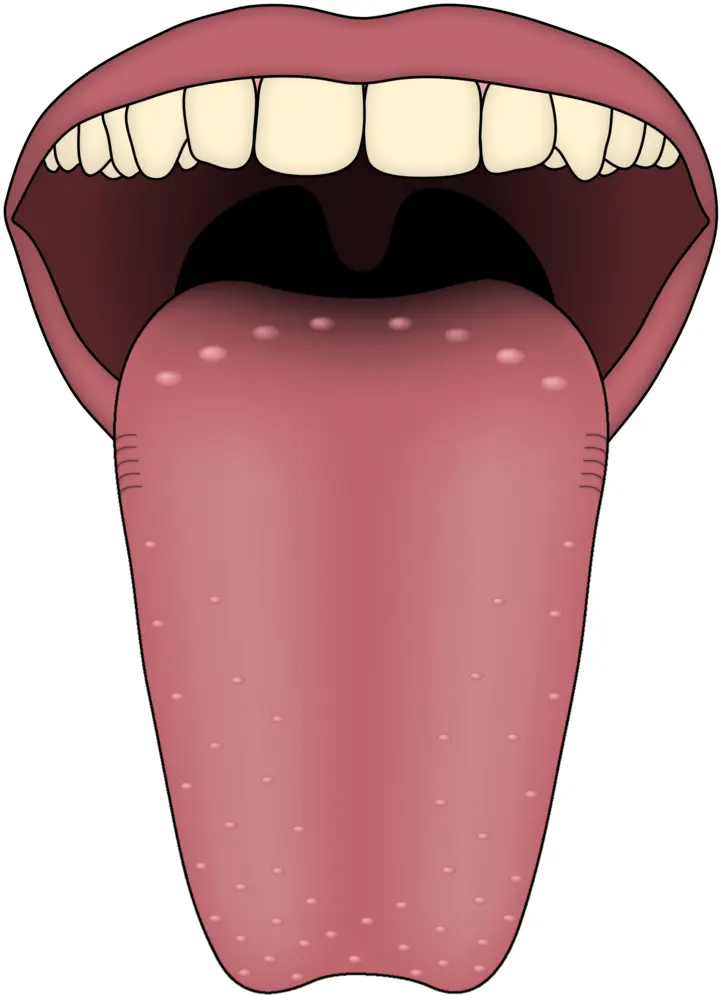 Open Mouth with Tongue Illustration