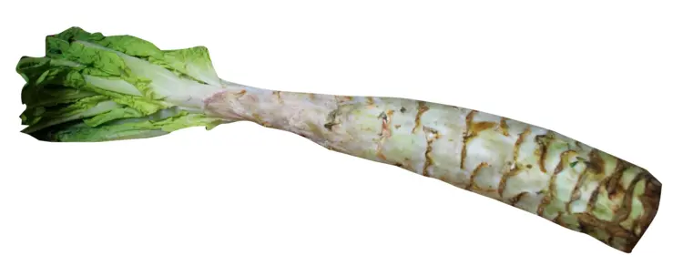 Fresh Green Celtuce