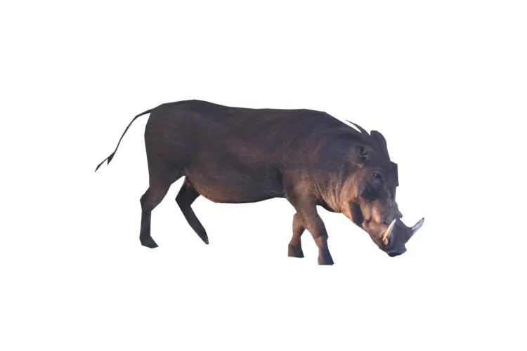 Warthog in Savannah