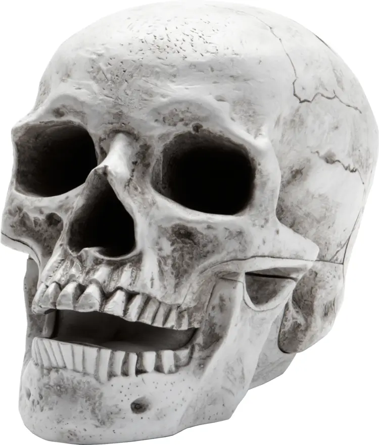 Realistic Human Skull