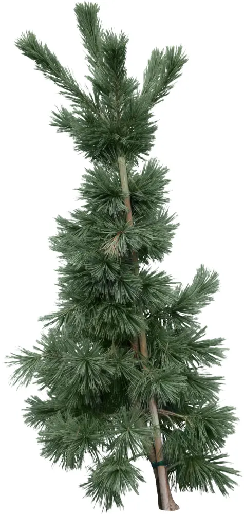 Green Pine Tree
