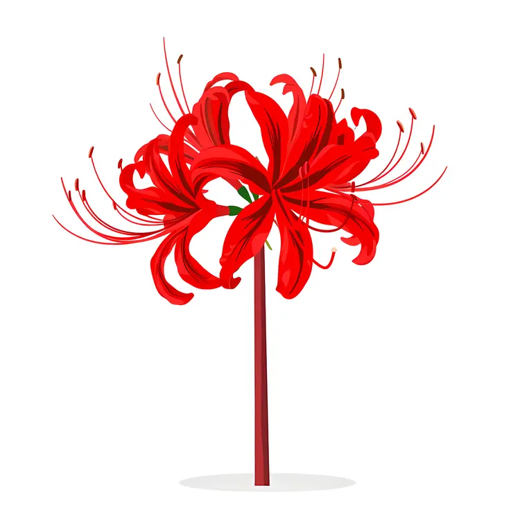 Red Spider Lily Flower