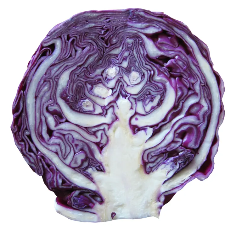 Fresh Purple Cabbage