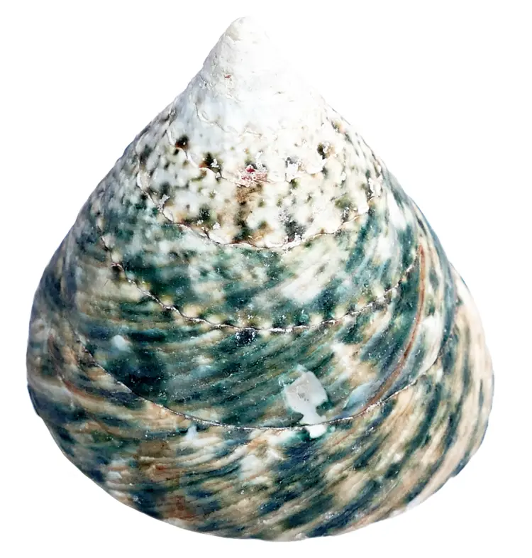 Green Conical Shell from the Sea