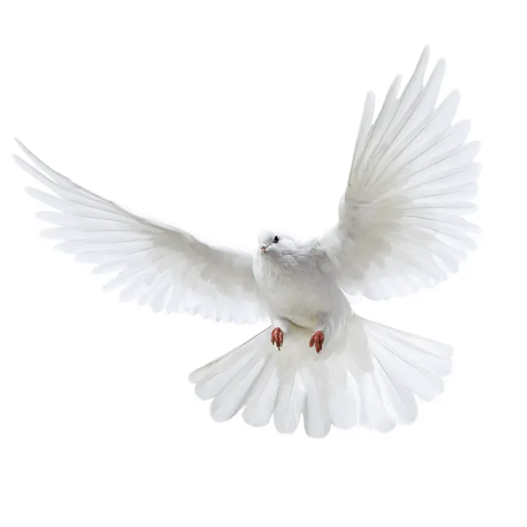 White Dove in Flight on Transparent Background