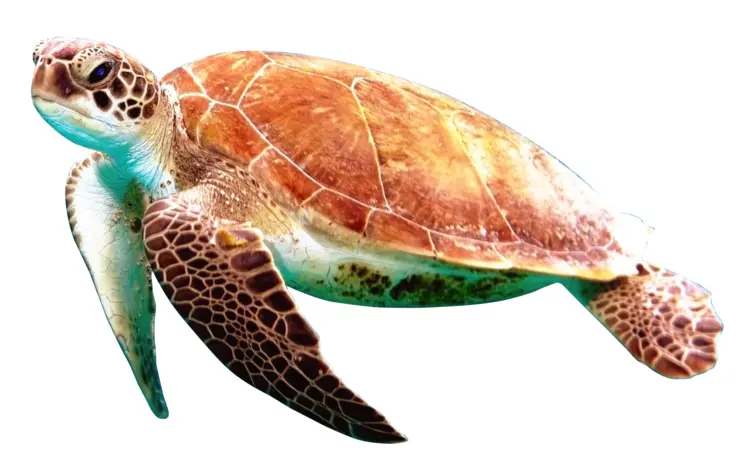 Sea Turtle with Brown Shell