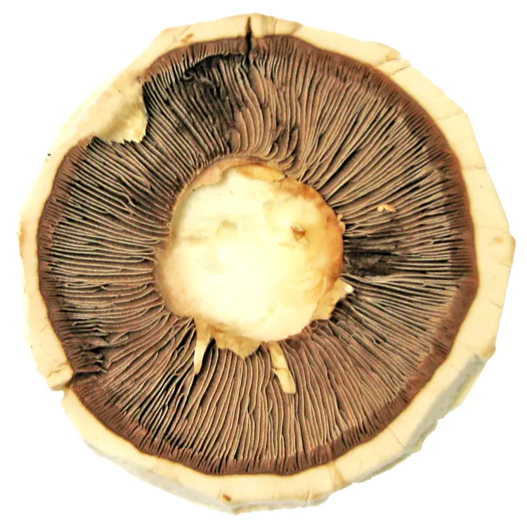 Mushroom Gills Close-up
