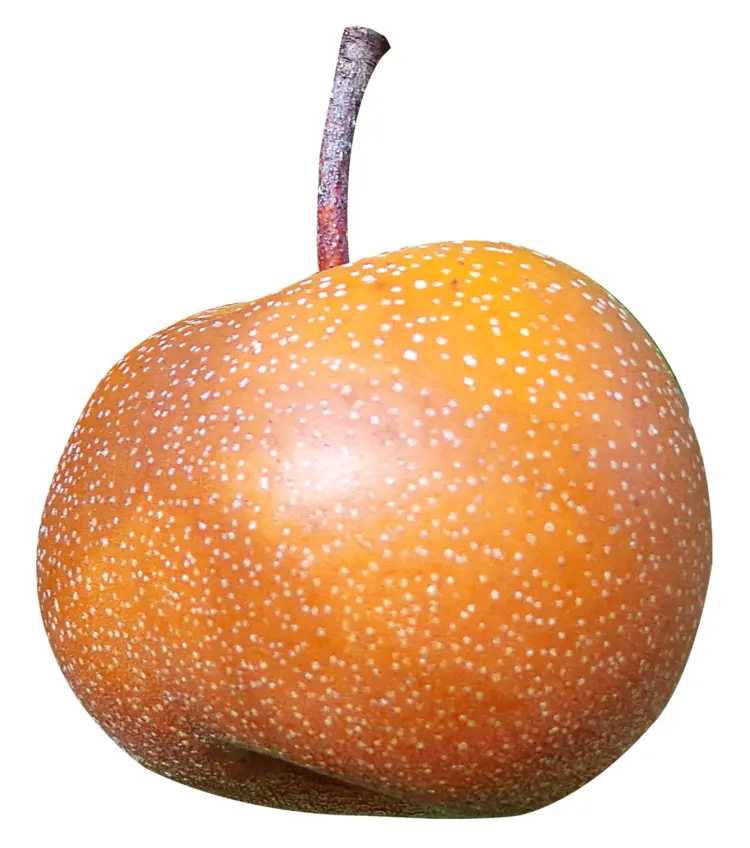 Yellow Asian Pear with Stem