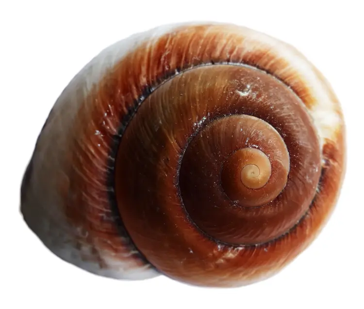 Brown Spiral Shell from the Sea
