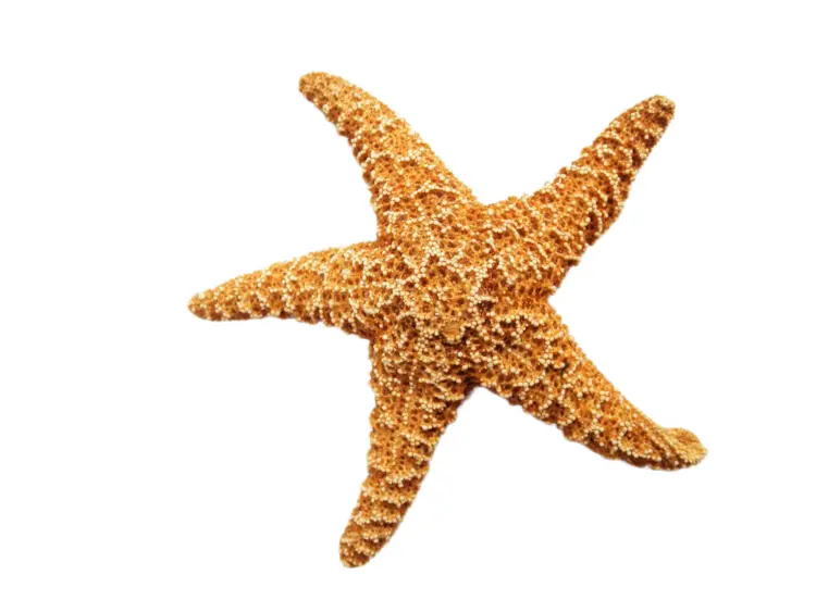 Brown Starfish on Transparent Background