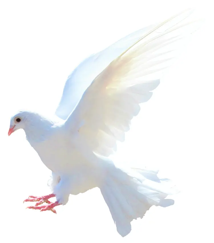 White Dove in Flight