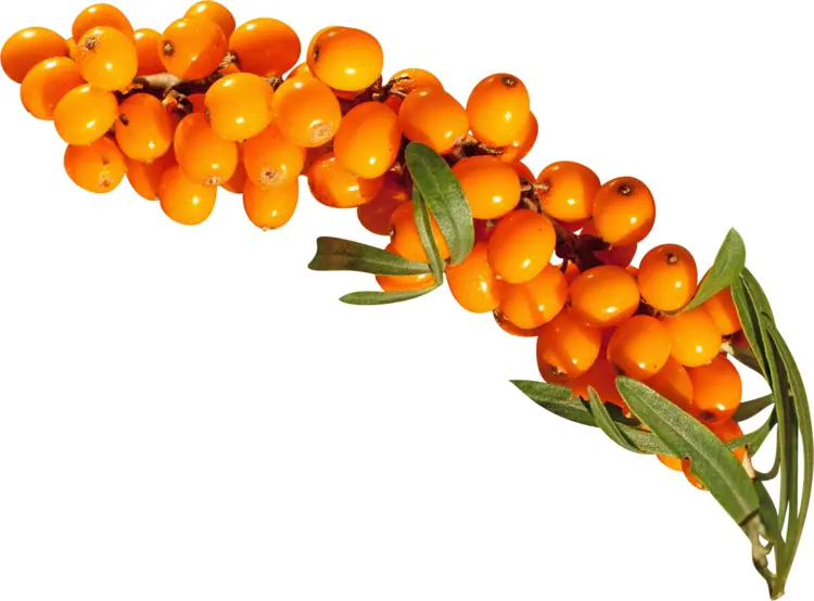 Sea Buckthorn Berries on Branch