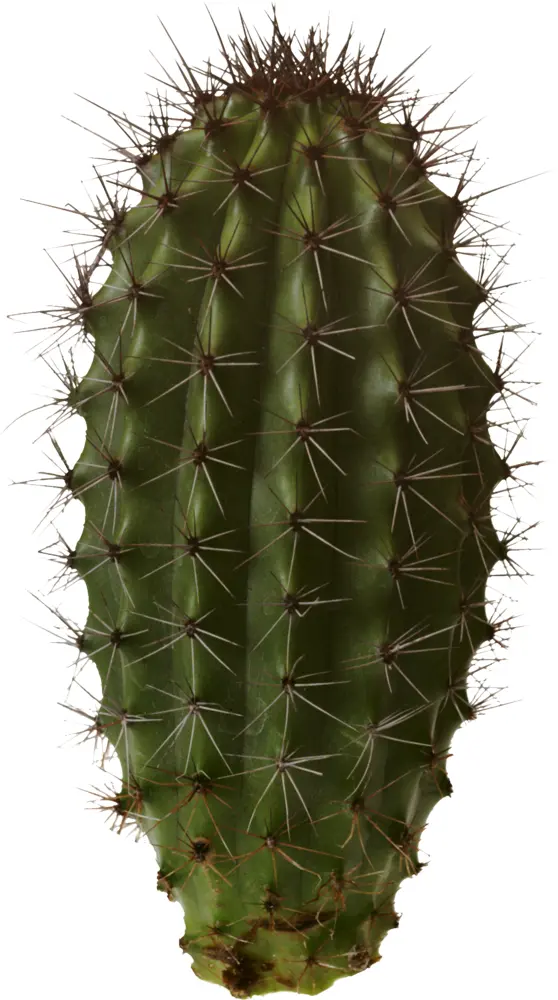 Tall Spiky Cactus in Desert