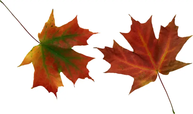 Colorful Autumn Maple Leaves