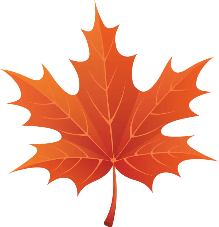 Orange Maple Leaf Illustration