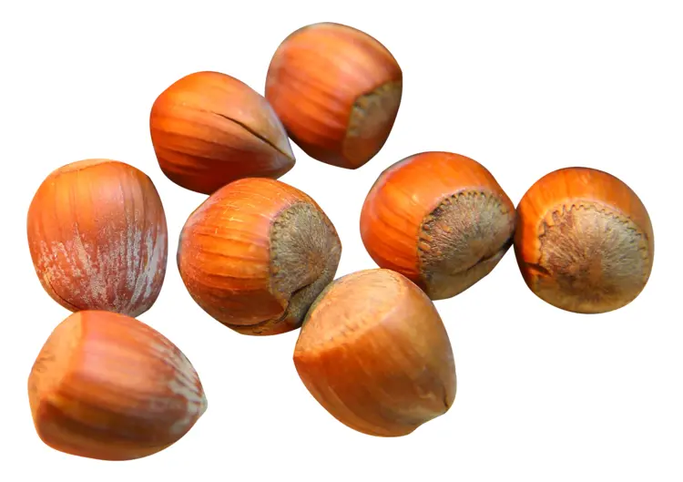 Whole Brown Hazelnuts