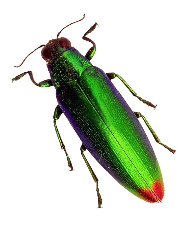 Green Beetle with Red Tip