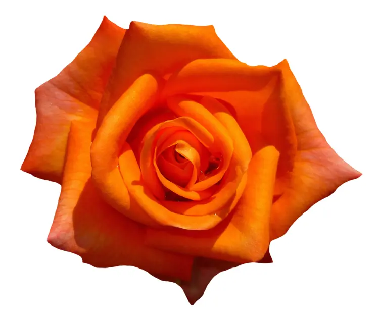 Beautiful Orange Rose Flower