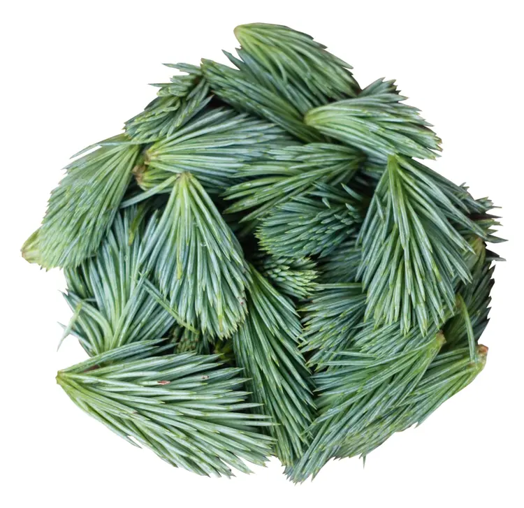 Green Pine Needles