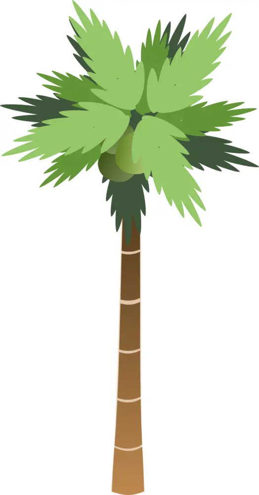 Cartoon Palm Tree Illustration