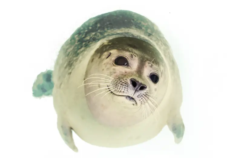 Cute Marine Seal