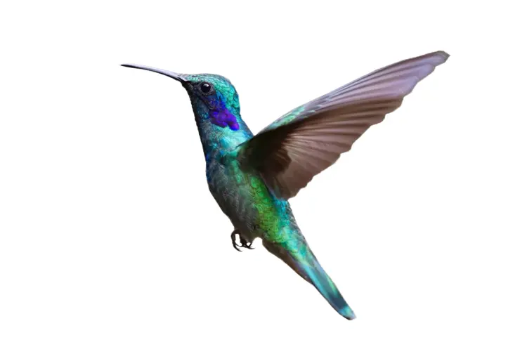 Colorful Hummingbird in Flight
