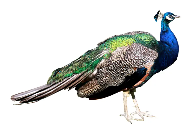 Colorful Peacock with Blue Neck and Majestic Feathers