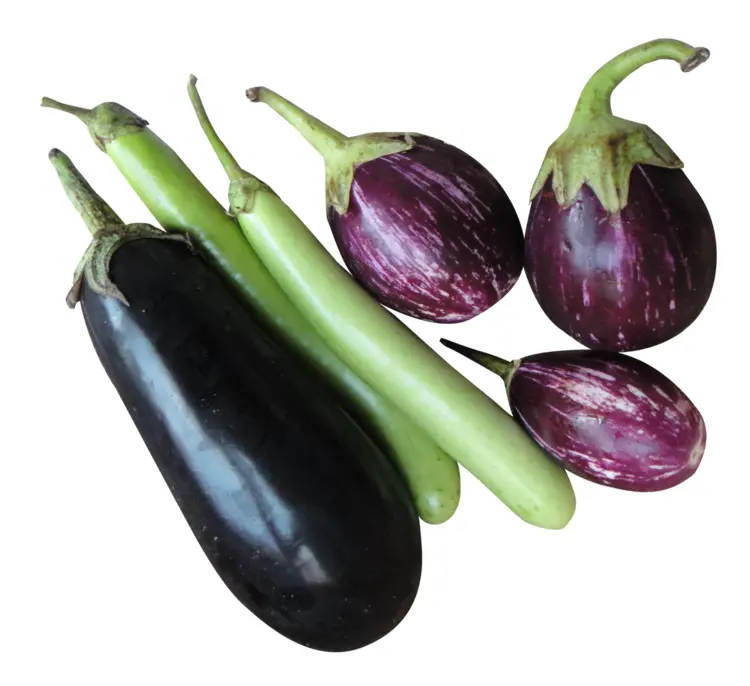 Mixed Eggplants in Various Colors