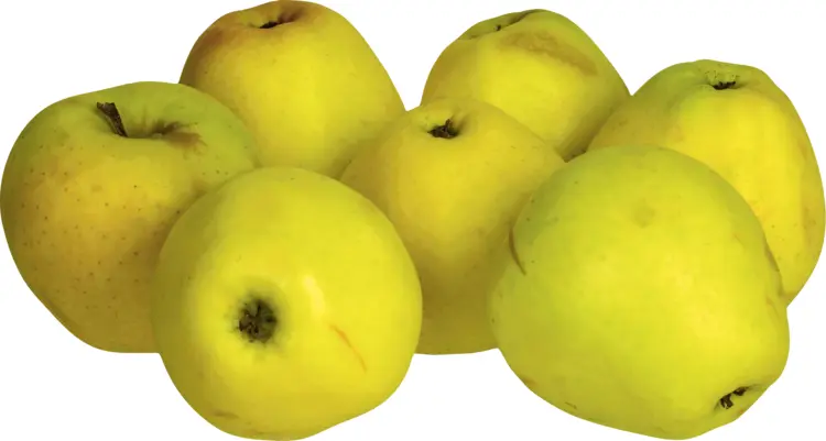 Cluster of Fresh Yellow Apples