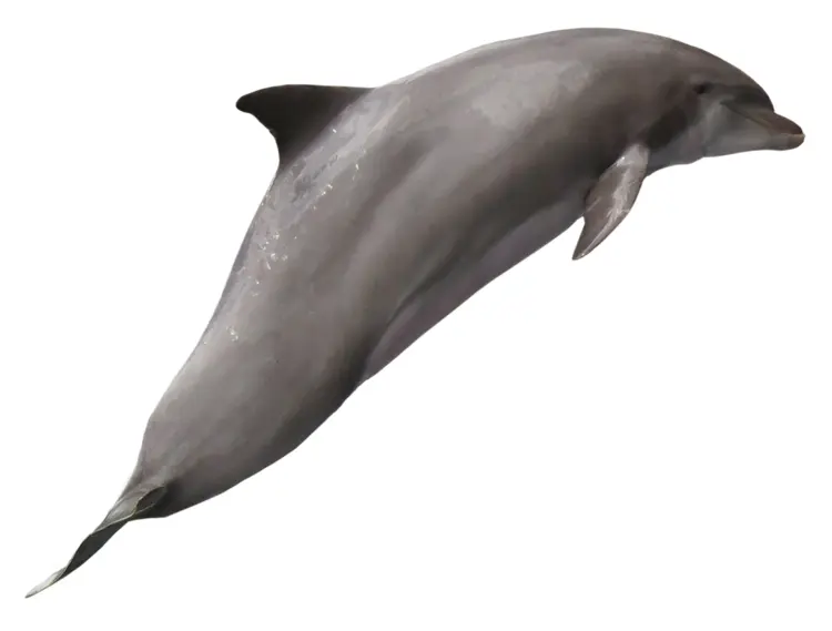 Graceful Dolphin