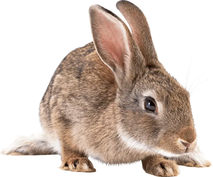 Cute Brown Rabbit