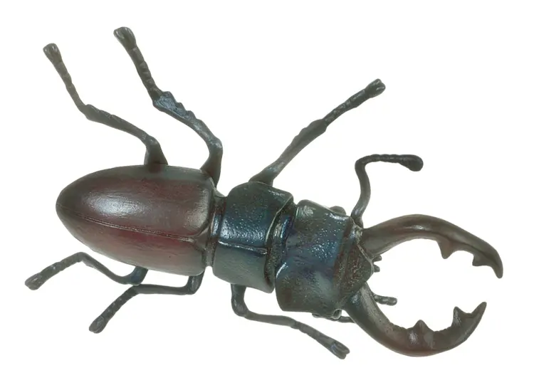 Brown Stag Beetle on Transparent Background