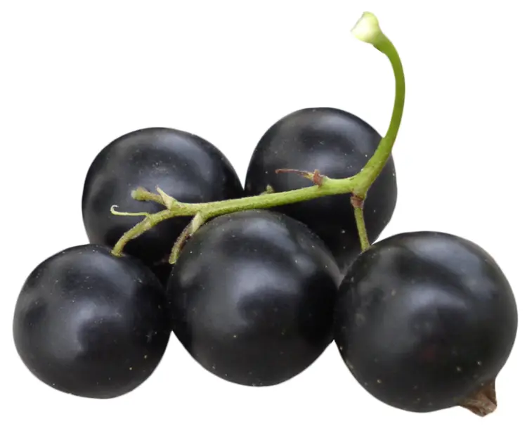 Fresh Blackcurrants on Stem