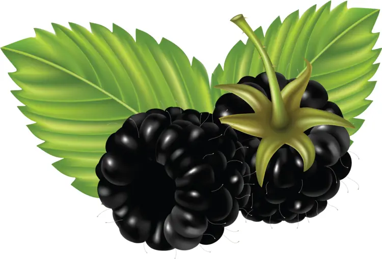 Two Blackberries with Green Leaves