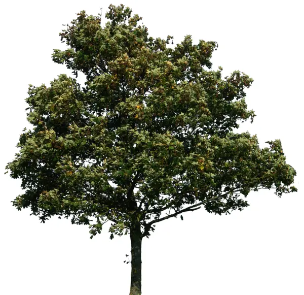 Lush Green Tree in Nature