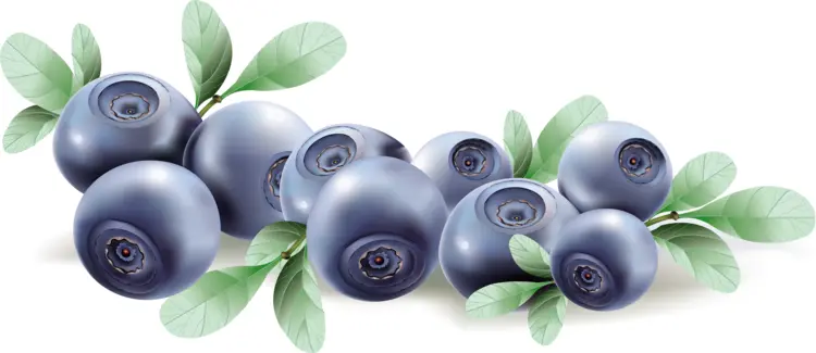 Fresh Blueberries with Leaves