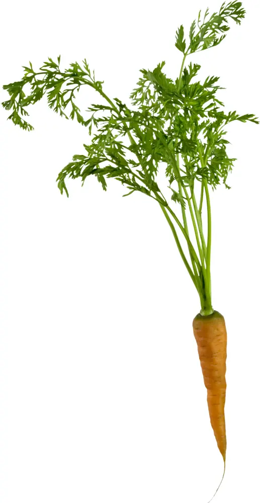Carrot with Fresh Leaves
