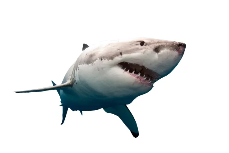 Great White Shark in the Ocean