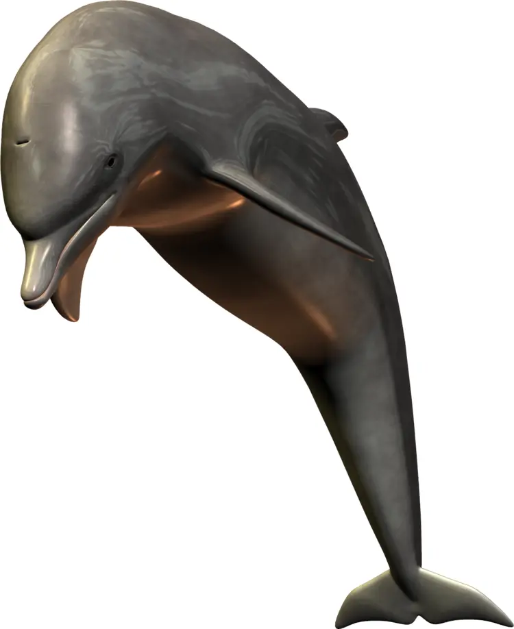 Gray Dolphin Jumping