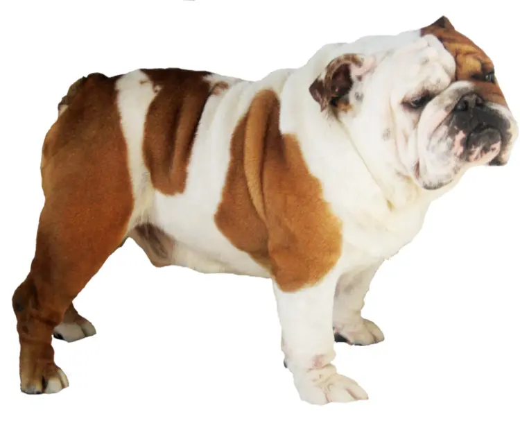 Sturdy Bulldog with Wrinkled Face