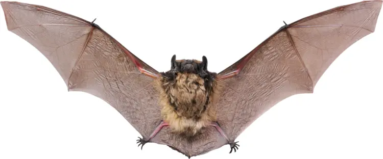 Flying Bat with Outstretched Wings