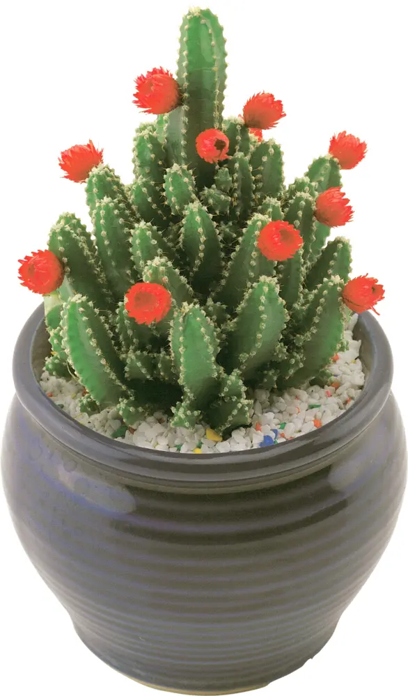 Flowering Green Cactus in a Pot