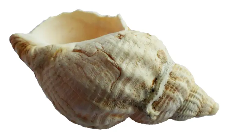 Beautiful Seashell from the Ocean